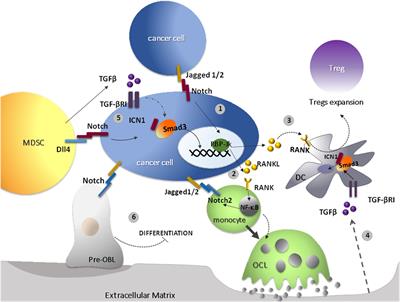 Cancer Cells Exploit Notch Signaling to Redefine a Supportive Cytokine Milieu